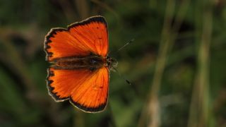 Orman Bakr Gzeli (Lycaena virgaureae)