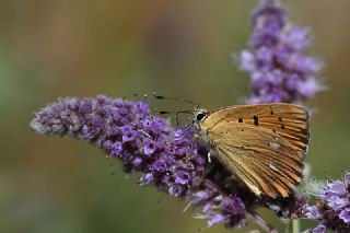 Orman Bakr Gzeli (Lycaena virgaureae)