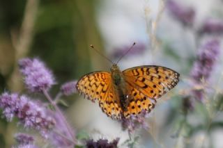 Gzel nci (Argynnis aglaja)