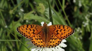 Gzel nci (Argynnis aglaja)