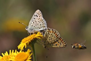 sli Bakr Gzeli (Lycaena tityrus)