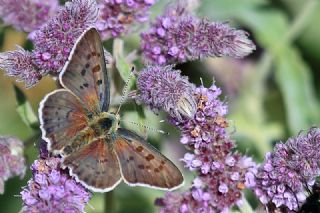 sli Bakr Gzeli (Lycaena tityrus)