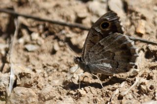 Anadolu Karamelei (Hipparchia fatua)