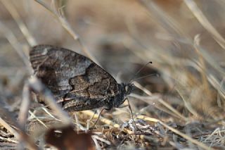 Anadolu Karamelei (Hipparchia fatua)