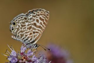 Mavi Zebra (Leptotes pirithous)