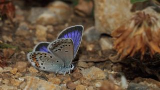 Gm Lekeli Esmergz (Plebejus argus)