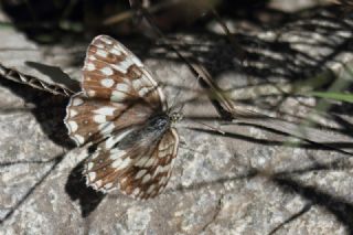 Anadolu Melikesi (Melanargia larissa)