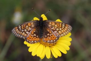 Nazuum (Euphydryas aurinia)