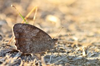 Aa Karamelei (Hipparchia statilinus)