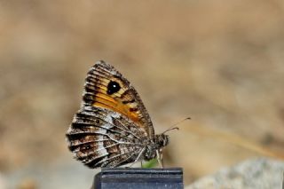 Seyit (Arethusana arethusa)