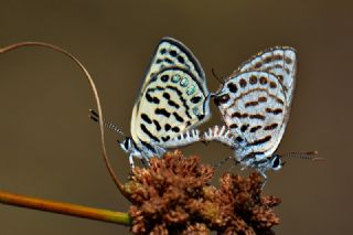 Balkan Kaplan (Tarucus balkanicus)