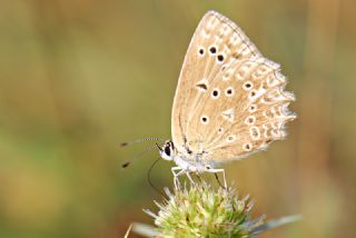 okgzl Dafnis (Polyommatus daphnis)