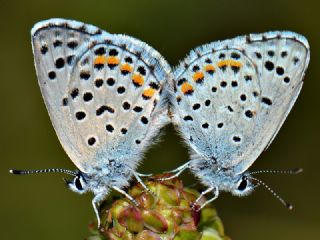 Himalaya Mavisi (Pseudophilotes vicrama)