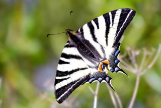 Erik Krlangkuyruk (Iphiclides podalirius)