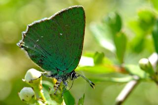 Zmrt (Callophrys rubi)