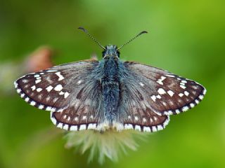 Sar Bandl Zpzp (Pyrgus sidae)