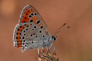 Kk Ate Gzeli (Lycaena thersamon)