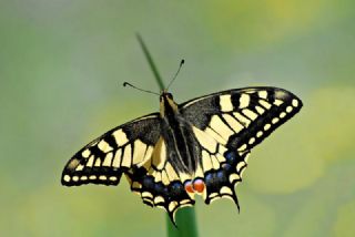 Krlangkuyruk (Papilio machaon)