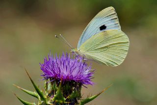 Byk Beyazmelek  (Pieris brassicae)