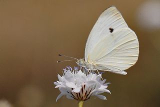 Kk Beyazmelek (Pieris rapae)