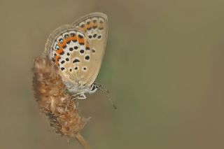 Gm Lekeli Esmergz (Plebejus argus)