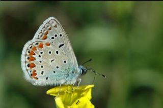 okgzl Mavi (Polyommatus icarus)