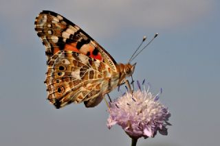 Diken Kelebei (Vanessa cardui)