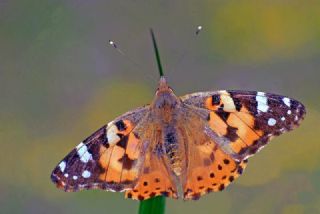 Diken Kelebei (Vanessa cardui)