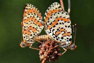 Benekli parhan (Melitaea didyma)