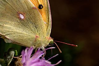 Sar Azamet (Colias croceus)