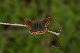 okgzl Esmer (Aricia agestis)