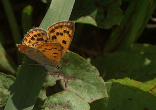 Kk Ate Gzeli (Lycaena thersamon)