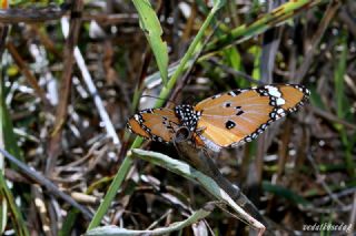 Sultan (Danaus chrysippus)