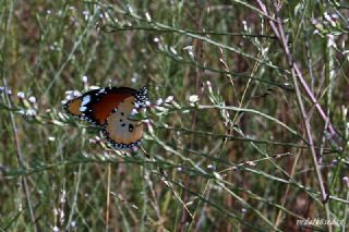 Sultan (Danaus chrysippus)