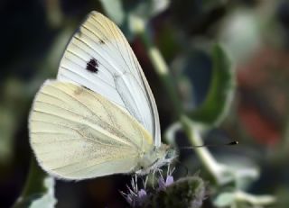 Yalanc Beyazmelek (Pieris pseudorapae)