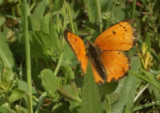 Osmanl Atei (Lycaena ottomanus)