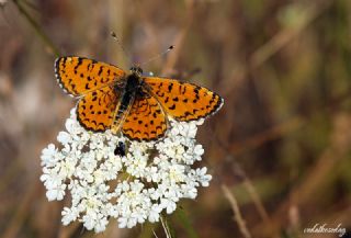 Gzel parhan (Melitaea trivia)