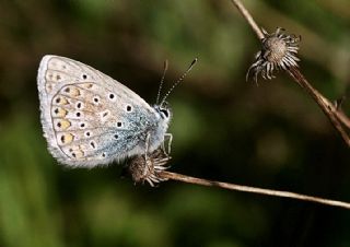 okgzl Mavi (Polyommatus icarus)