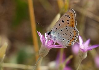 Kk Ate Gzeli (Lycaena thersamon)