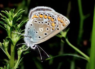 okgzl Mavi (Polyommatus icarus)