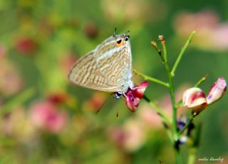 Lampides (Lampides boeticus)