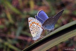 okgzl Mavi (Polyommatus icarus)