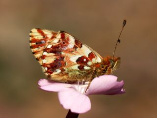 Balkan Meneke Kelebei (Clossiana graeca)