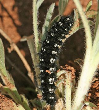 Gzel Nazuum (Euphydryas orientalis)