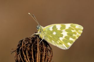 Yeni Beneklimelek (Pontia edusa)