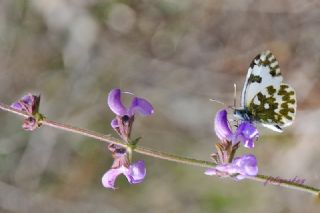 Yeni Beneklimelek (Pontia edusa)