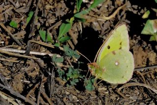 Sar� Azamet&nbsp;(Colias&nbsp;croceus)
