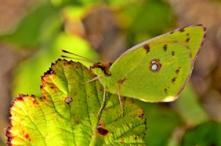 Sar Azamet (Colias croceus)