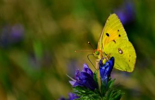 Sar Azamet (Colias croceus)