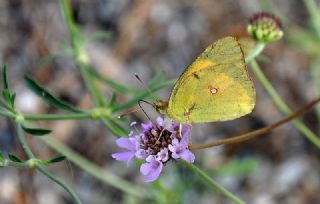 Sar Azamet (Colias croceus)